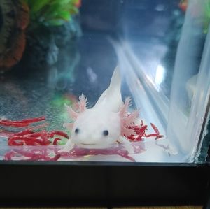 Meet your Posher, Troy and trevor plays